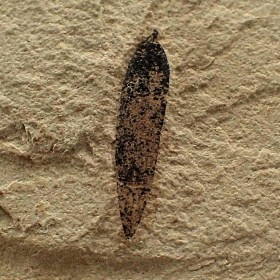 Snout beetle, Mimosites-Fi18c